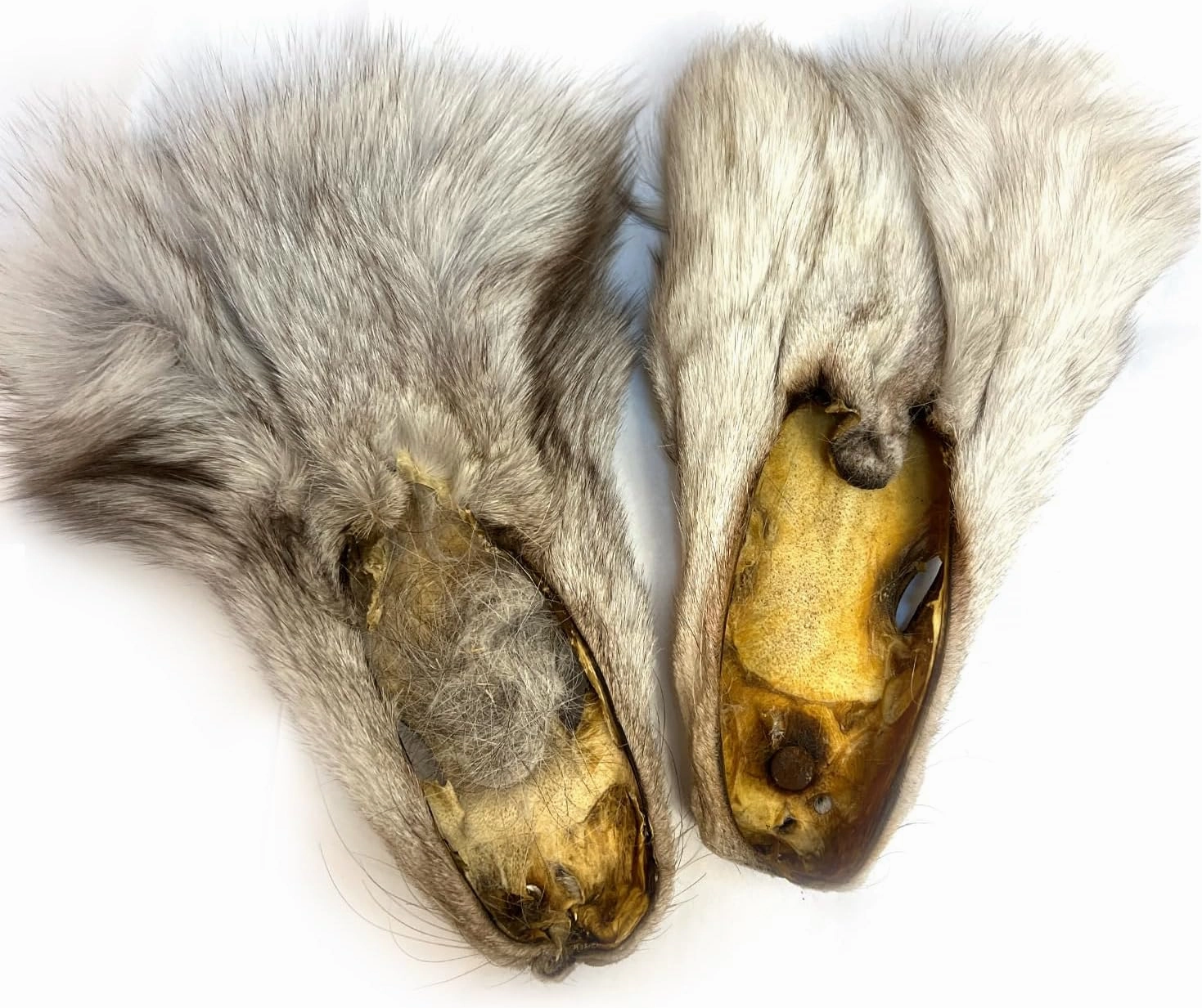 2Packs Real Tanned Fox Head Fur Pelt Set Authentic Foxes Face ，Pelts Hides Costume Crafting Taxidermy Fox Faces Plush Fur for DIY Halloween Cosplay (2, Grey)