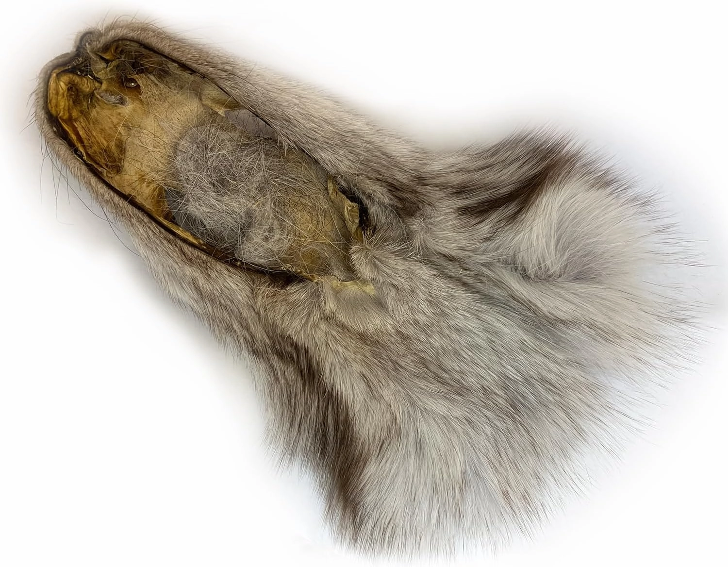 2Packs Real Tanned Fox Head Fur Pelt Set Authentic Foxes Face ，Pelts Hides Costume Crafting Taxidermy Fox Faces Plush Fur for DIY Halloween Cosplay (2, Grey)