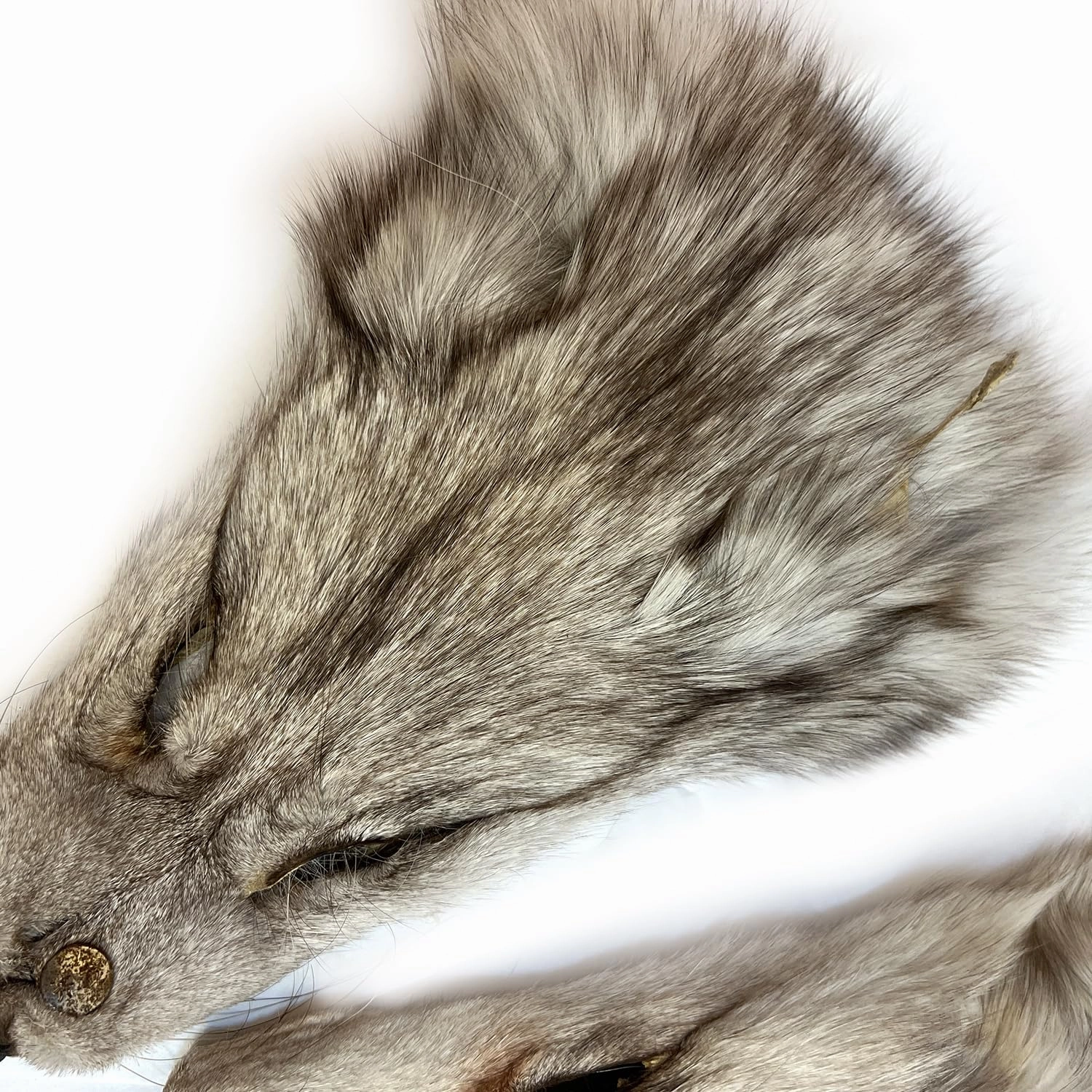 2Packs Real Tanned Fox Head Fur Pelt Set Authentic Foxes Face ，Pelts Hides Costume Crafting Taxidermy Fox Faces Plush Fur for DIY Halloween Cosplay (2, Grey)