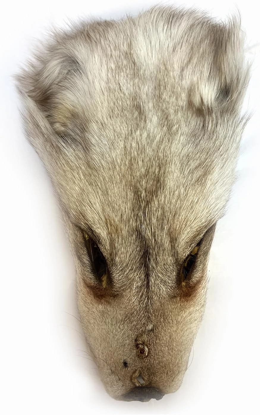 2Packs Real Tanned Fox Head Fur Pelt Set Authentic Foxes Face ，Pelts Hides Costume Crafting Taxidermy Fox Faces Plush Fur for DIY Halloween Cosplay (2, Grey)