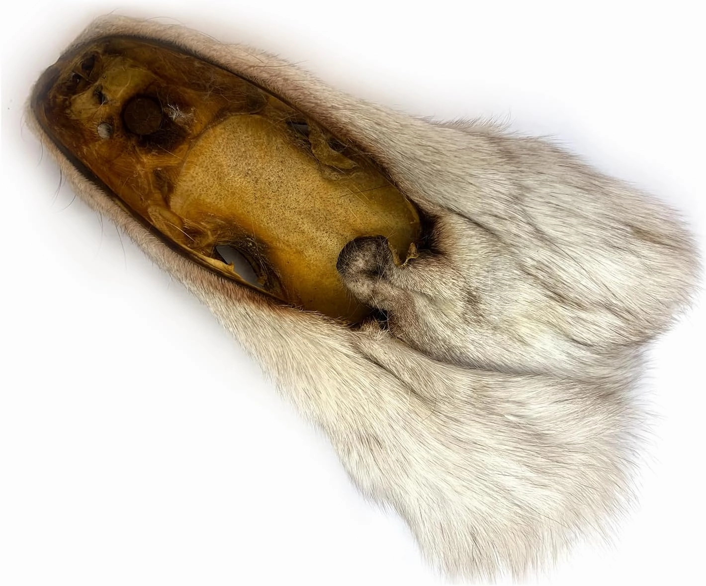 2Packs Real Tanned Fox Head Fur Pelt Set Authentic Foxes Face ，Pelts Hides Costume Crafting Taxidermy Fox Faces Plush Fur for DIY Halloween Cosplay (2, Grey)