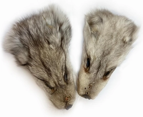 2Packs Real Tanned Fox Head Fur Pelt Set Authentic Foxes Face ，Pelts Hides Costume Crafting Taxidermy Fox Faces Plush Fur for DIY Halloween Cosplay (2, Grey)