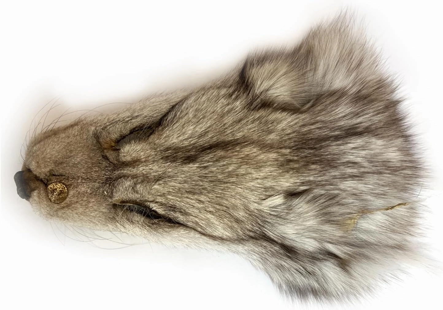 2Packs Real Tanned Fox Head Fur Pelt Set Authentic Foxes Face ，Pelts Hides Costume Crafting Taxidermy Fox Faces Plush Fur for DIY Halloween Cosplay (2, Grey)