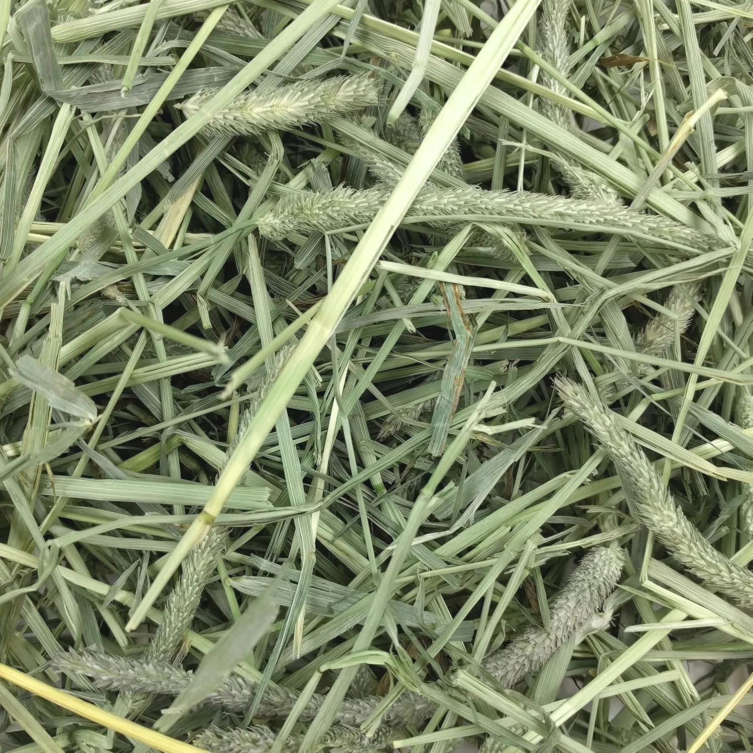 Oxbow Animal Health Western Timothy Hay, Guinea Pig Hay, Small Pet Bunny Supplies, All Natural Grass for Guinea Pig, Bunny, Chinchilla & Hamster, Oxbow Rabbit Supplies for Bunnies, 9 lb box
