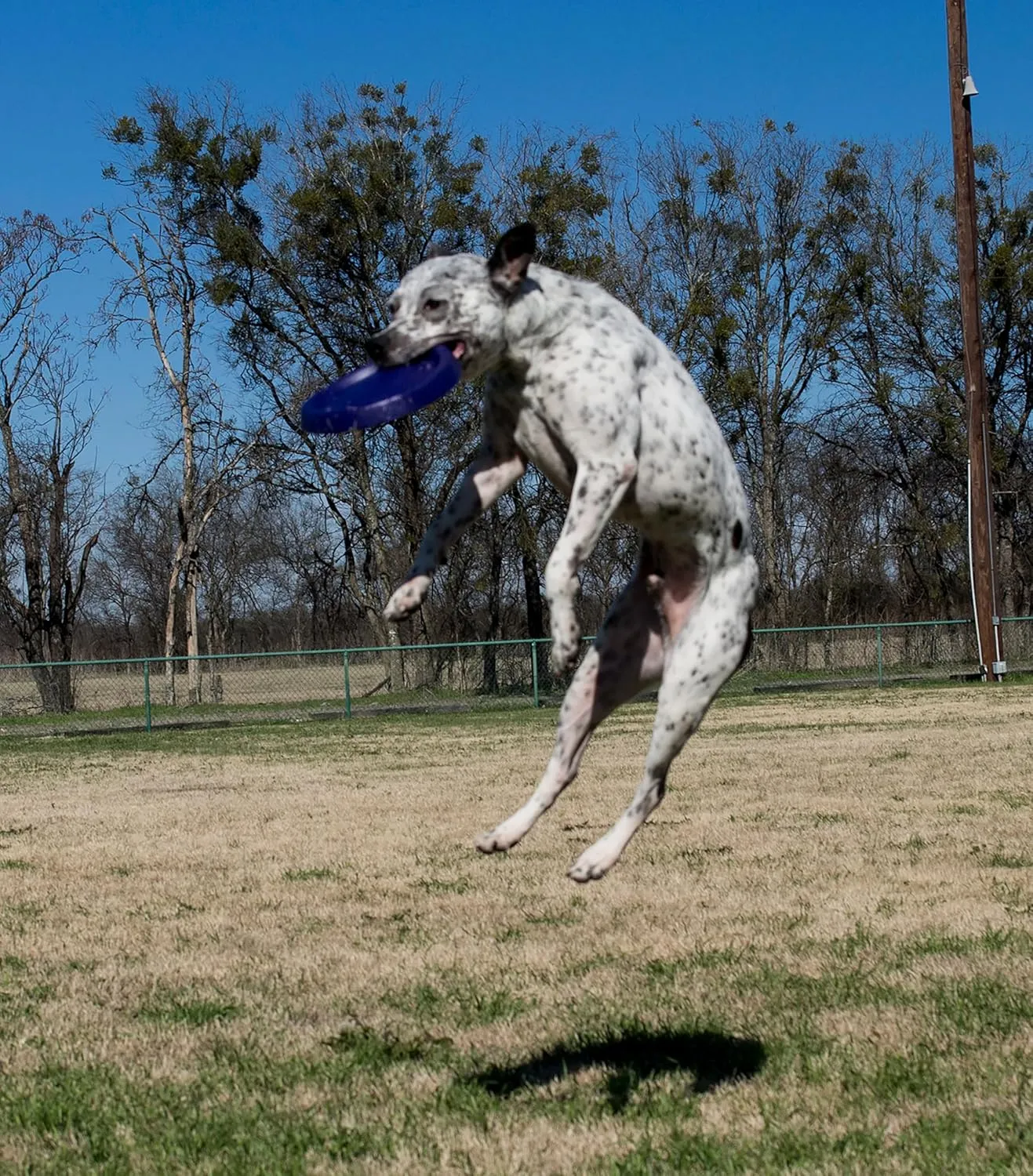Starmark Easy Glide DuraFoam Flying Disc Dog Toy, Color Varies 11"